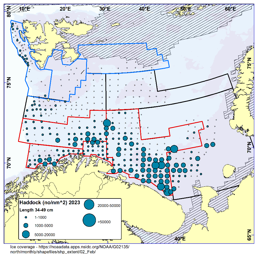 Figure 6.5. HADDOCK 35-49 cm. Distribution in valid bottom trawl catches winter 2023 (number per nm2). Black crosses indicate zero catches and the shaded area the ice coverage early in the survey.