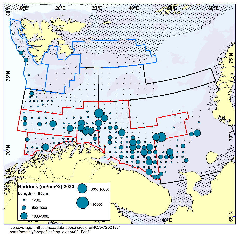 Figure 6.6. HADDOCK ≥ 50 cm. Distribution in valid bottom trawl catches winter 2023 (number per nm2). Black crosses indicate zero catches and the shaded area the ice coverage early in the survey.