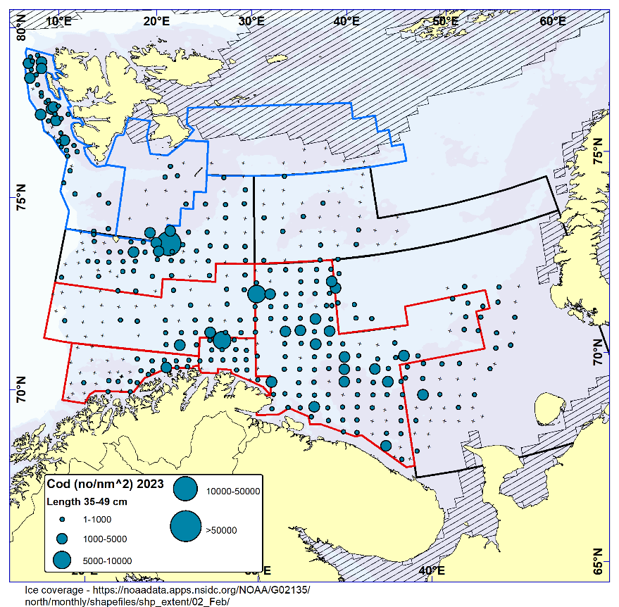 Figure 5.5.   COD 35-49 cm. Distribution in valid bottom trawl catches winter 2023 (number per nm2). Black crosses indicate zero catches and the shaded area the ice coverage early in the survey.