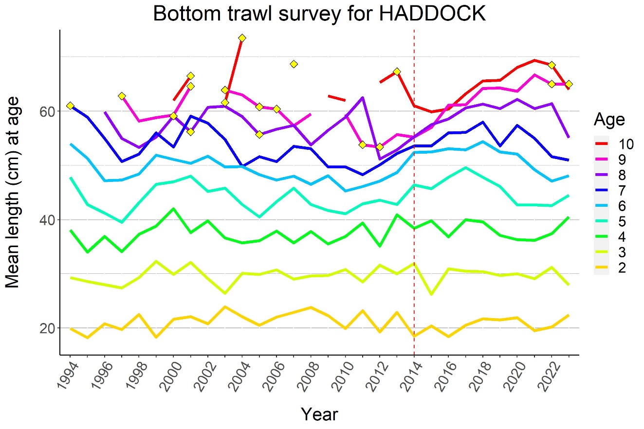 Figure 6.9. HADDOCK, mean length (cm) by age 1994-2023. Yellow diamonds indicate ages with < 5 individuals sampled.