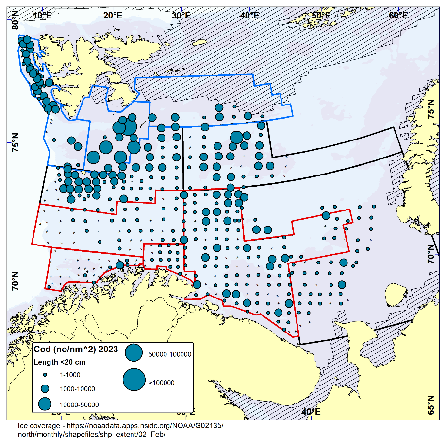 Figure 5.3. COD < 20 cm. Distribution in valid bottom trawl catches winter 2023 (number per nm2). Black crosses indicate zero catches and the shaded area the ice coverage early in the survey.
