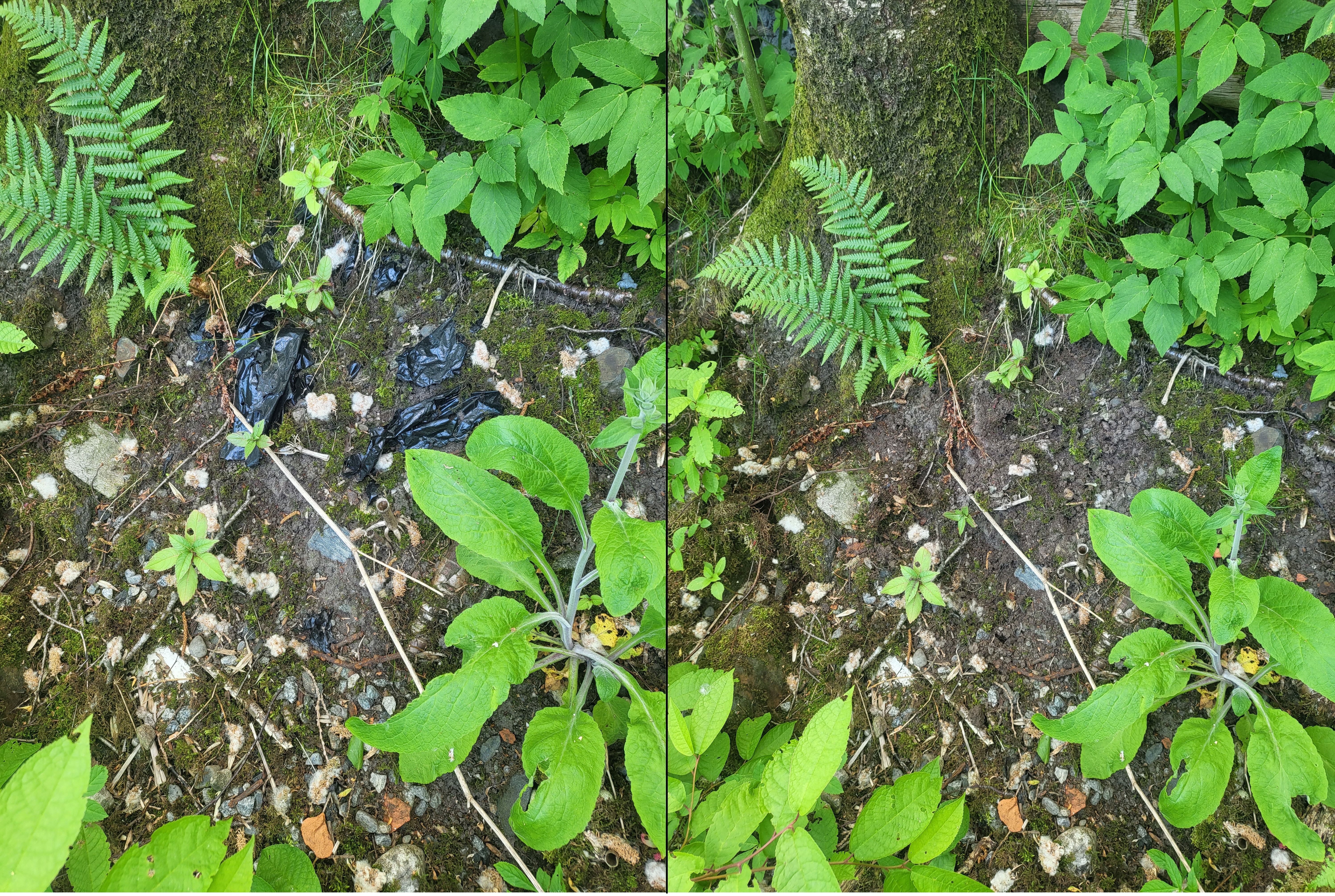 Svart elastisk plast, før  og etter opprydning. 