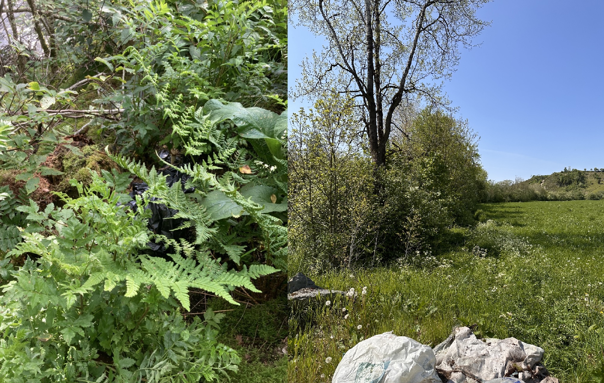 Tett vegetasjon gjør det utfordrende å rydde. Foto: Nils Hoftun