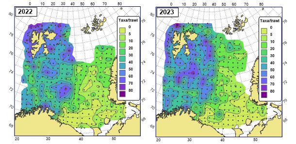 Figure 11.1.2 The number of megabenthic taxa per trawl-catch in the Barents Sea in the periods August-September 2022 and 2023
