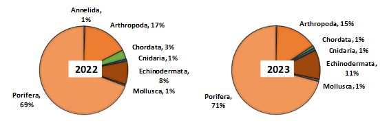 Figure 11.3.1 The distribution of biomass (excluding Pandalus borealis) across the main megabenthic groups (%) in the Barents Sea, August-September 2022 and 2023. The groups with the biomass less than 1 % of total are not shown in the diagrams.
