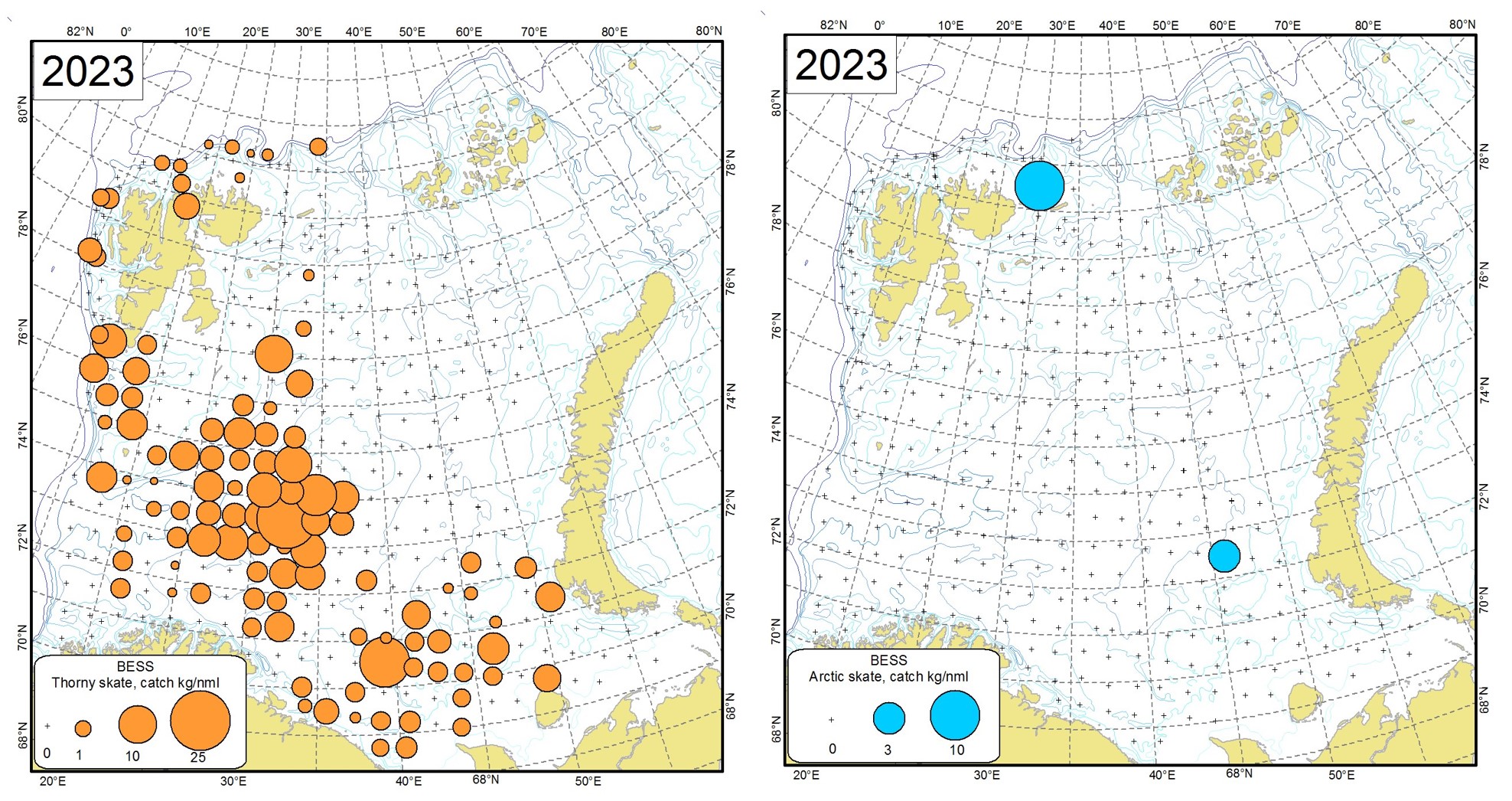 Figure 9.2.3 Distribution of thorny skate (Amblyraja radiata)(left) and Arctic skate (Amblyraja hyperborea)(right), August-September 2023.