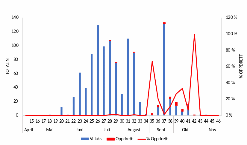 Oppvandra mengde vill og rømt fisk og prosent oppdrettsfisk registrert (raud linje) på fella pr. veke i 2023. Numbers of wild and farmed fish trapped in Etne, and the percent of farmed salmon (red line), per week in 2023.