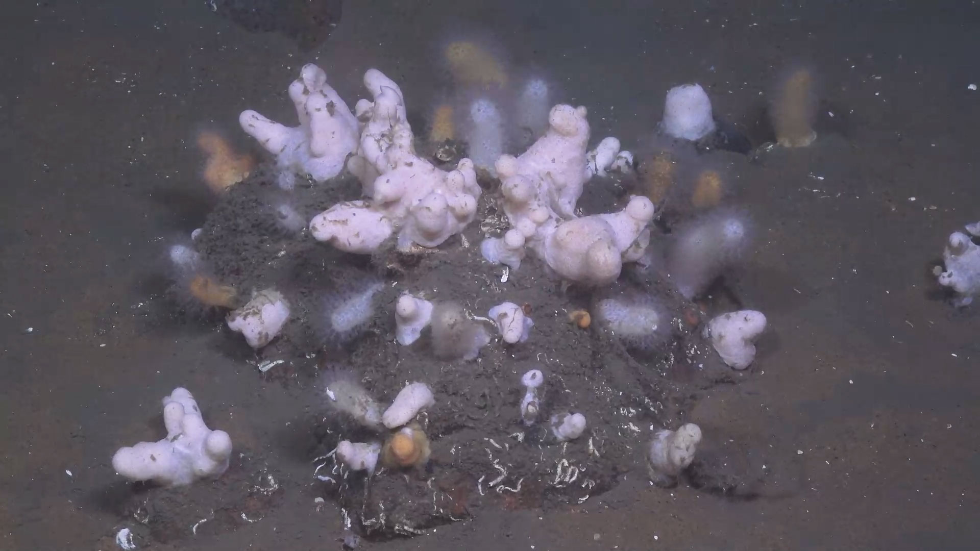 Koloni av Alcyonium digitatum (dødmannshånd) på stein. Dette koralldyret har mange små polypper som filtrerer vannet for små partikler, dyre-, og planteplankton.