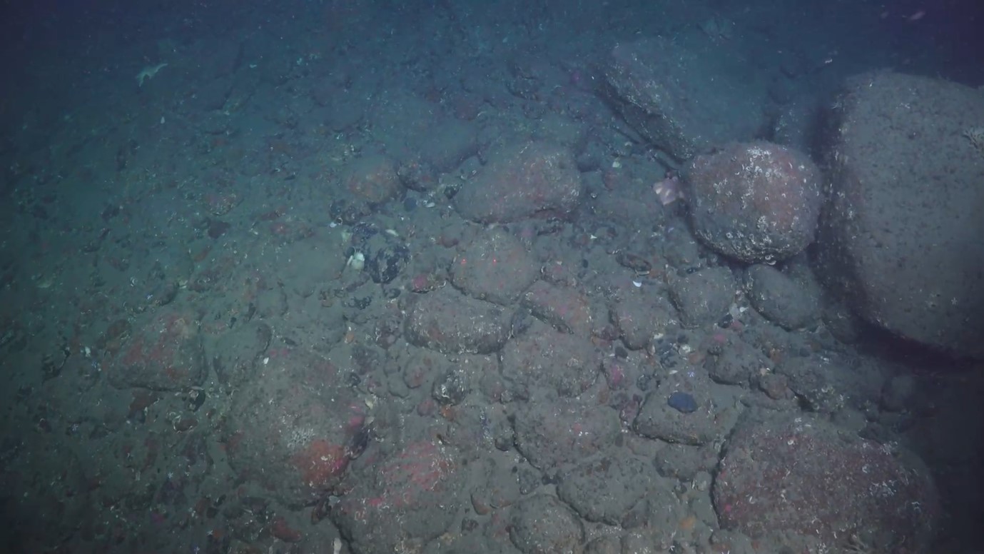 Morenemateriale med store steinblokker transportert med isbreer. Disse sedimentene her ble trolig avsatt nær iskanten da isdekket var nær sin største utbredelse på Nordsjøplatået for rundt 20 000 år siden. Morenematerialet er senere vasket av bølger og havstrømmer slik at de fineste partiklene er vasket bort. Bredden på bildet er ca. 3 m.