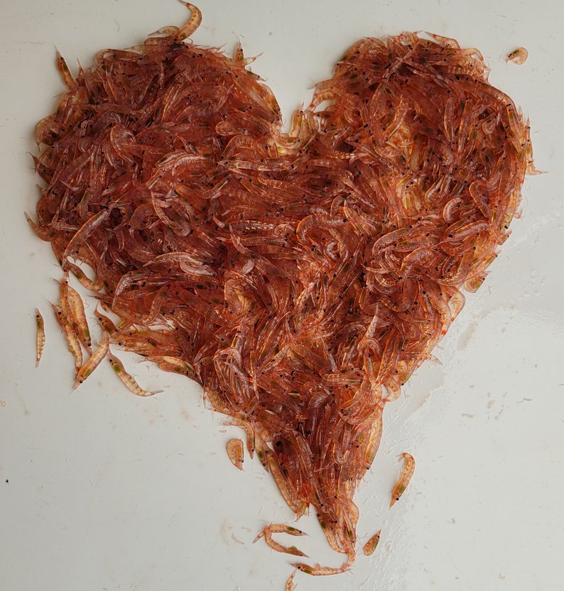 
Hjerte krill optimal