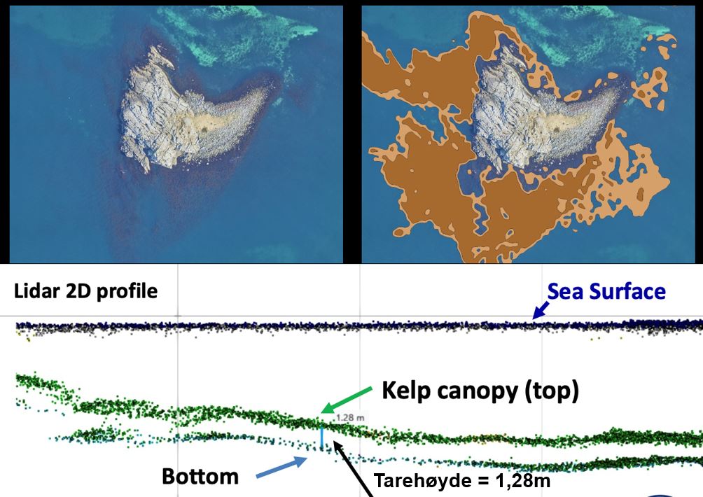 Figuren er tredelt. To flyfoto viser øya Fjøløy, et med og et uten inntegnet tareskog fra lasermålingen. Nederste del av figuren viser punktsky fra lasermåleren 