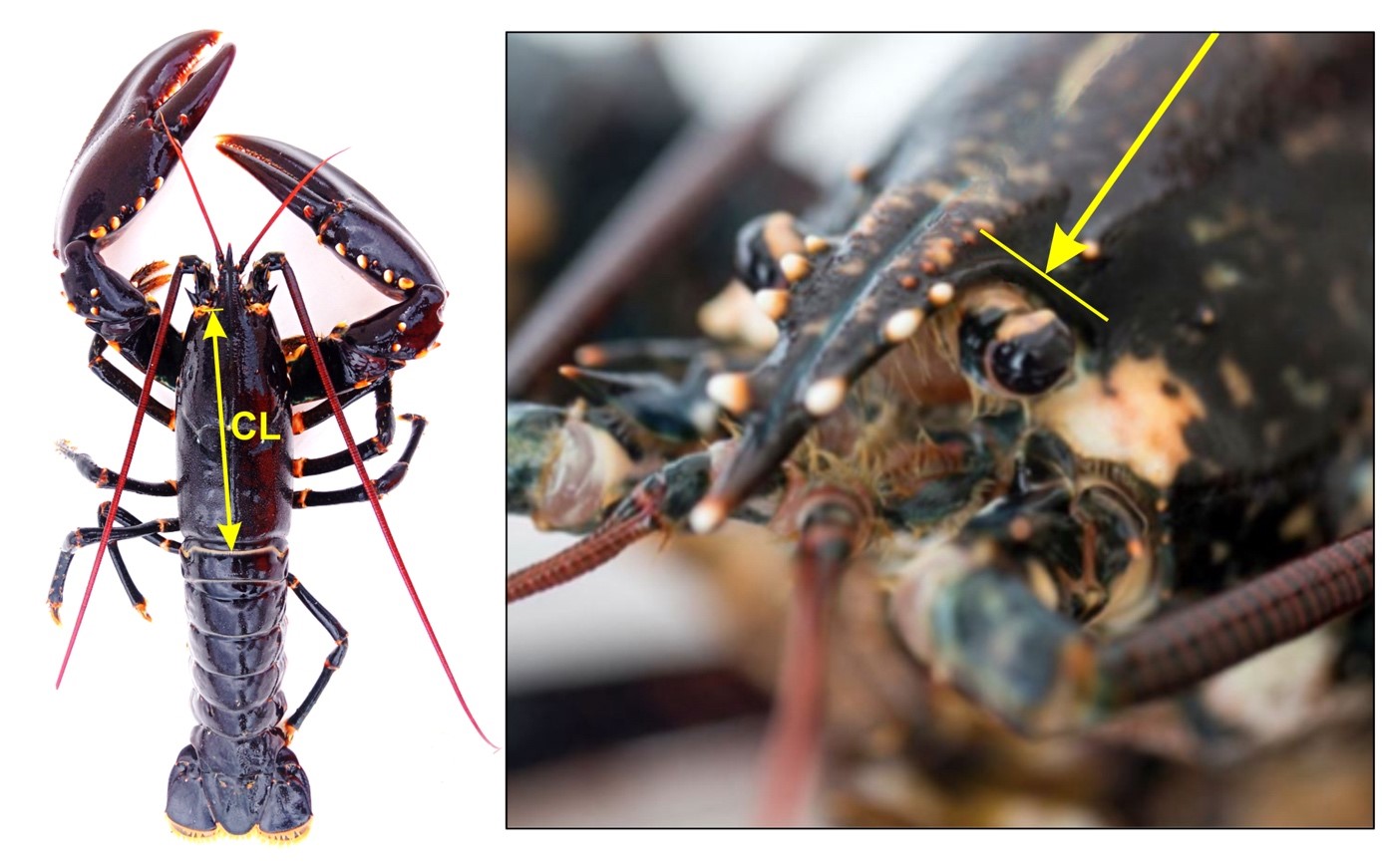 Figur 2. Illustrasjon av korleis måling av ryggskjoldlengde (CL) på hummar vert utførd i regi av Havforskingsinstituttet. Ryggskjoldet vert målt frå bakre del av augehola (høgre) til bakre del av ryggskjoldet (venstre) ved midtlinja. Foto: Terje van der Meeren og Eivind Senneset, Havforskingsinstituttet. 