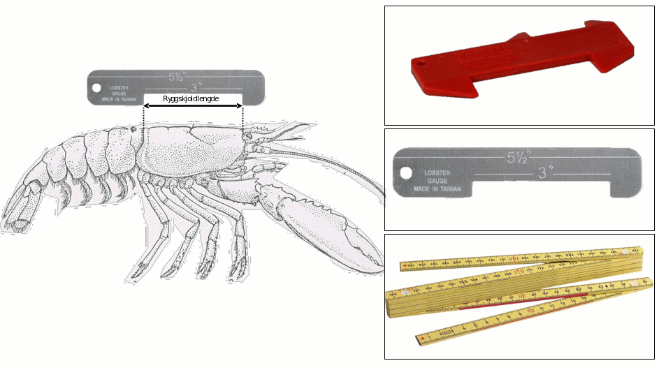Figur 4. Eksempel på målestavar for rask identifisering av minste lovlege ryggskjoldlengde eller måling av ryggskjoldmål som er på marknaden i Sverige øvst (kjelde: www.carapax.se), i USA midten (kjelde: https://www.force-e.com/, alternativt kan tommestokk eller skyvelær brukast. 