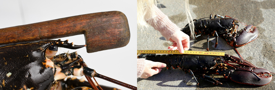 Figur 1. Måling av totallengde er per dags dato einaste lovlege målemetode, der kor hummaren målast frå tuppen av pannehornet til enden av midtre symjelapp. Her vises måling av hummar med ein tradisjonell målestav frå pannehornet.(venstre) og med tommestokk (høgre). Foto: Øystein Paulsen og Espen Bierud.