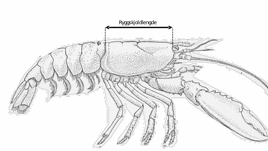 Figur 3. Skjematisk framstilling av måling av ryggskjoldlengde på hummar. Illustrasjonen er modifisert frå Freshwater and Marine Image Bank