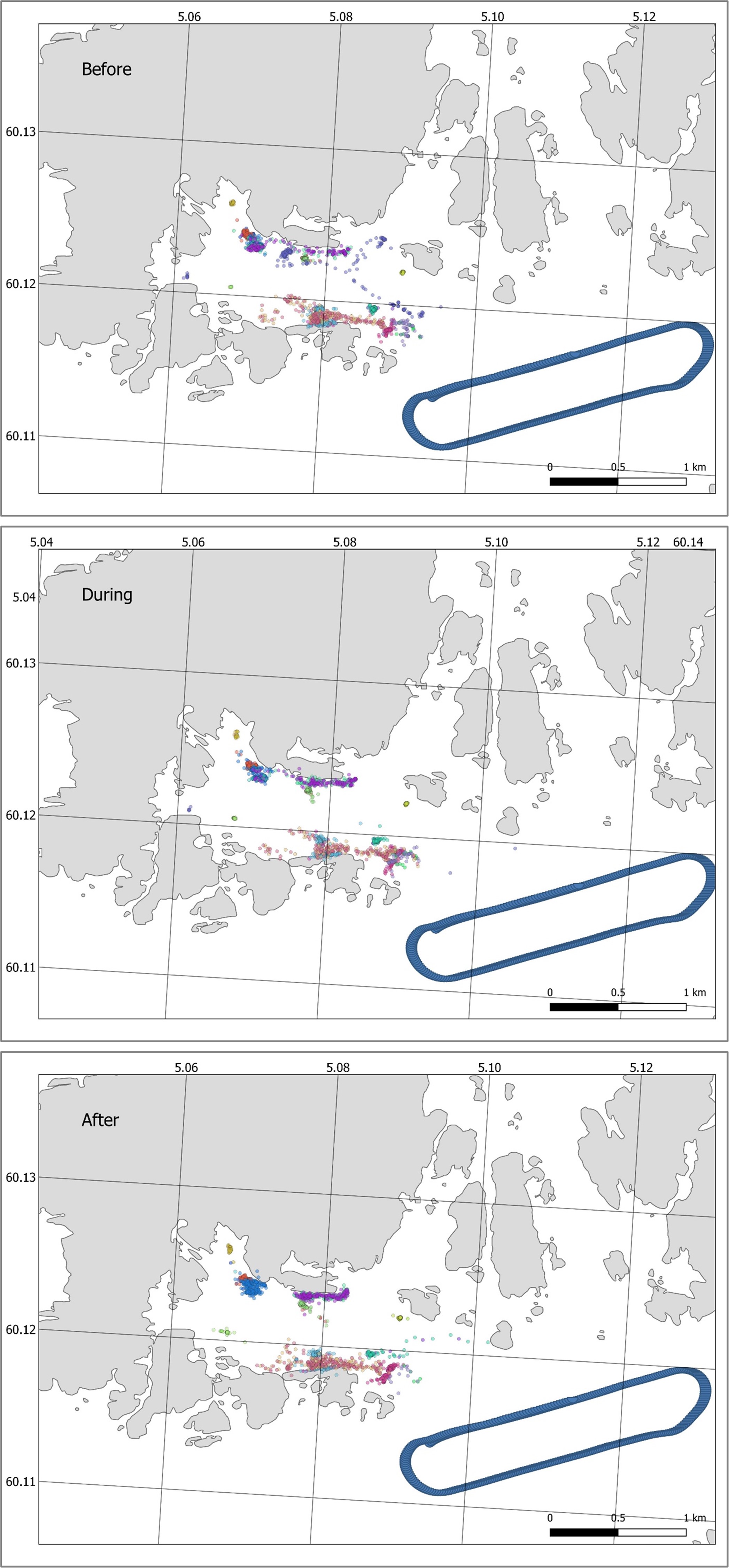 Figure 19. Map showing the unfiltered positions of individual tagged cod in a similar time period before, during and after the exposure days. Each color represents an individual fish. “Before” period are from 25/05-2023 17:00 until 27/05 2023 09:00 UTC. “During” period are from 27/05.2023 17:00 until 09:00 UTC. “After” period are from 29./05 2023 17:00 until 31/05 2023 09:00 UTC. The location of the vessel racetrack is shown in blue.