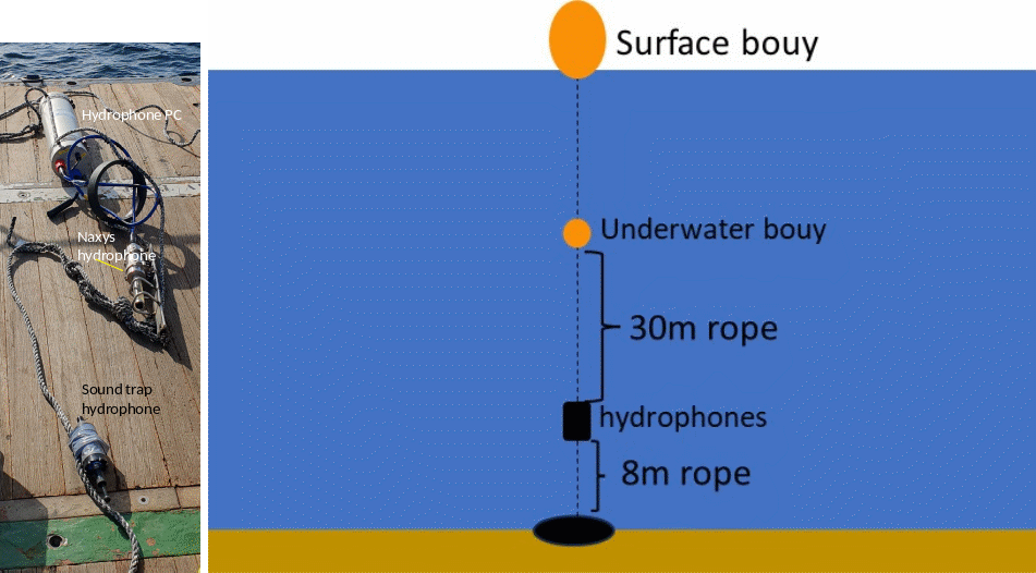 Figure 5. Hydrophone setup. Left: Picture of the Naxys and sound trap hydrophone and the PC for the Naxys hydrophone. Right: Rigging of hydrophones. The hydrophones are deployed 8 m above the seafloor, and held down by a weight of about 30 kg. An underwater float is mounted on the rope 30 m above the hydrophone to keep the rope stretched out. A surface bouy marks its position at the surface. 