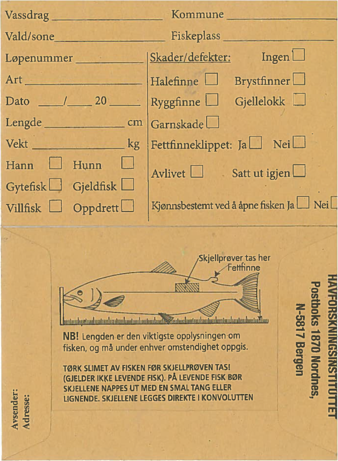 Bilde av skjellkonvolutt