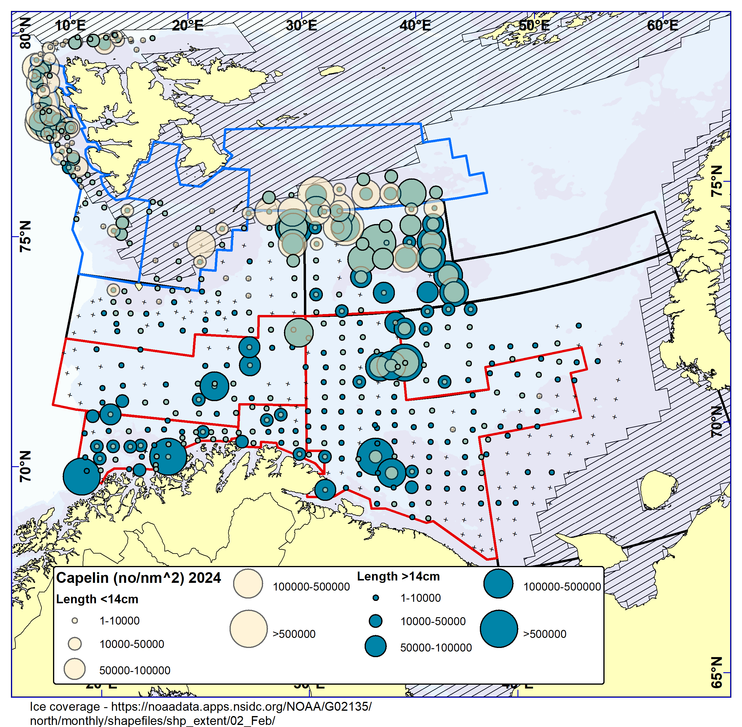 Figure 9.1. CAPELIN. Distribution in the trawl catches winter 2024 (number per nm2) for immature capelin (<14 cm; beige circles, appearing green when placed on top of blue) and maturing capelin (≥14 cm; blue circles). Black crosses indicate zero catches and the shaded area the ice coverage early in the survey.