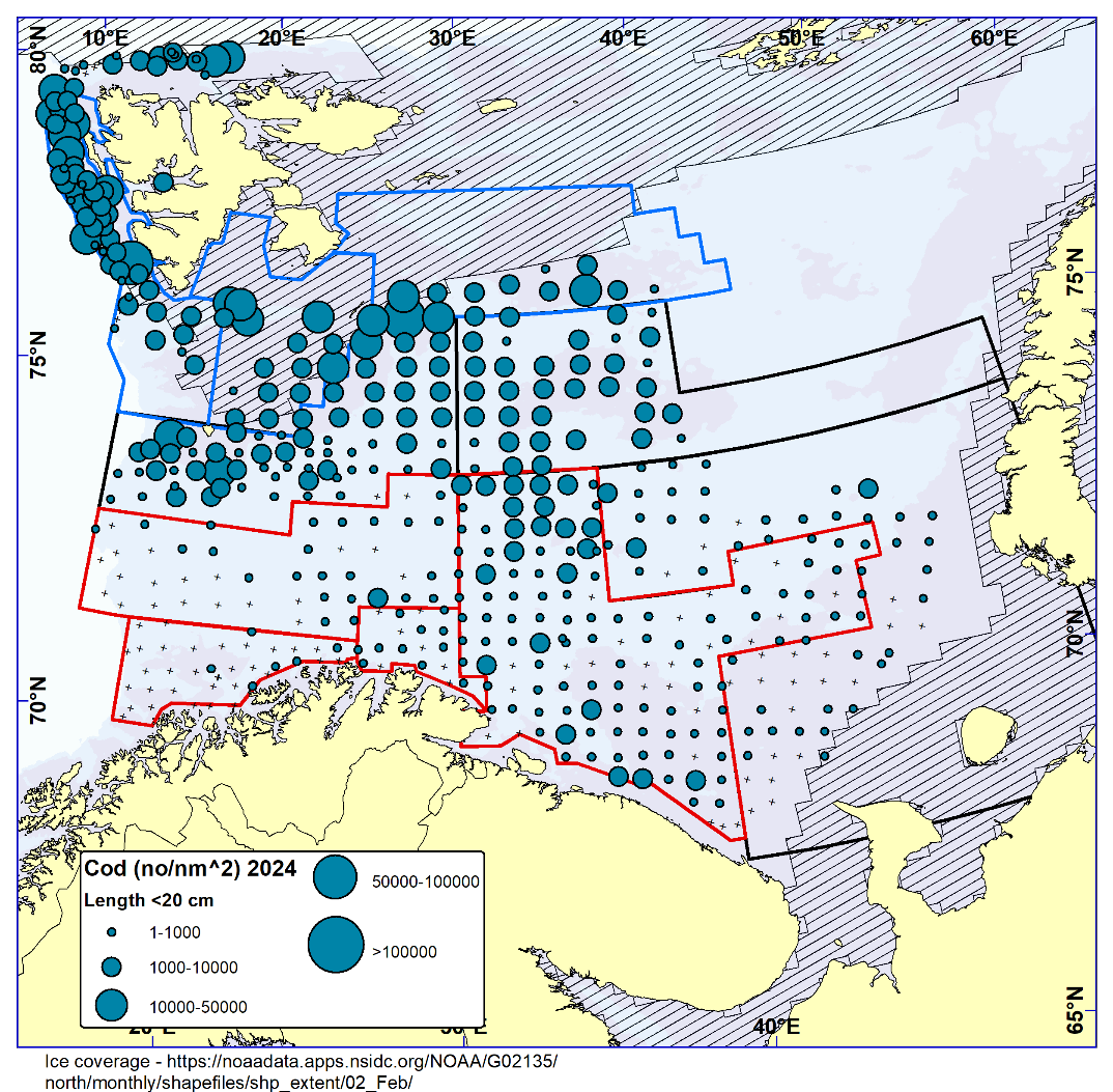 Figure 5.3. COD < 20 cm. Distribution in valid bottom trawl catches winter 2024 (number per nm2 ). Black crosses indicate zero catches and the shaded area the ice coverage early in the survey.