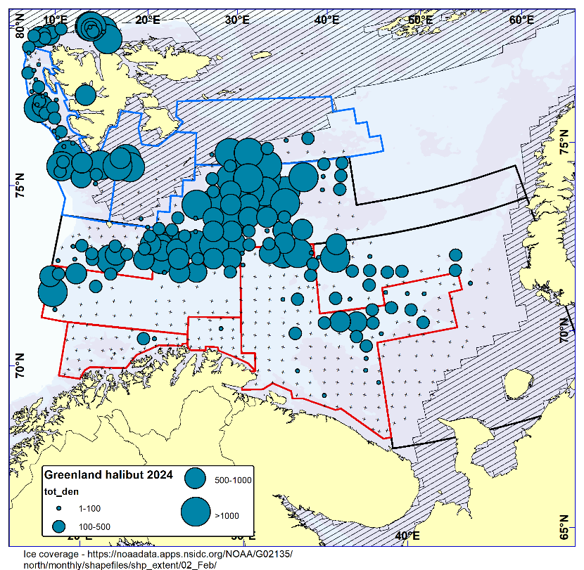 Figure 8.1 GREENLAND HALIBUT. Distribution in the trawl catches winter 2024 (number per nm2 ). Black crosses indicate zero catches and the shaded area the ice coverage early in the survey.