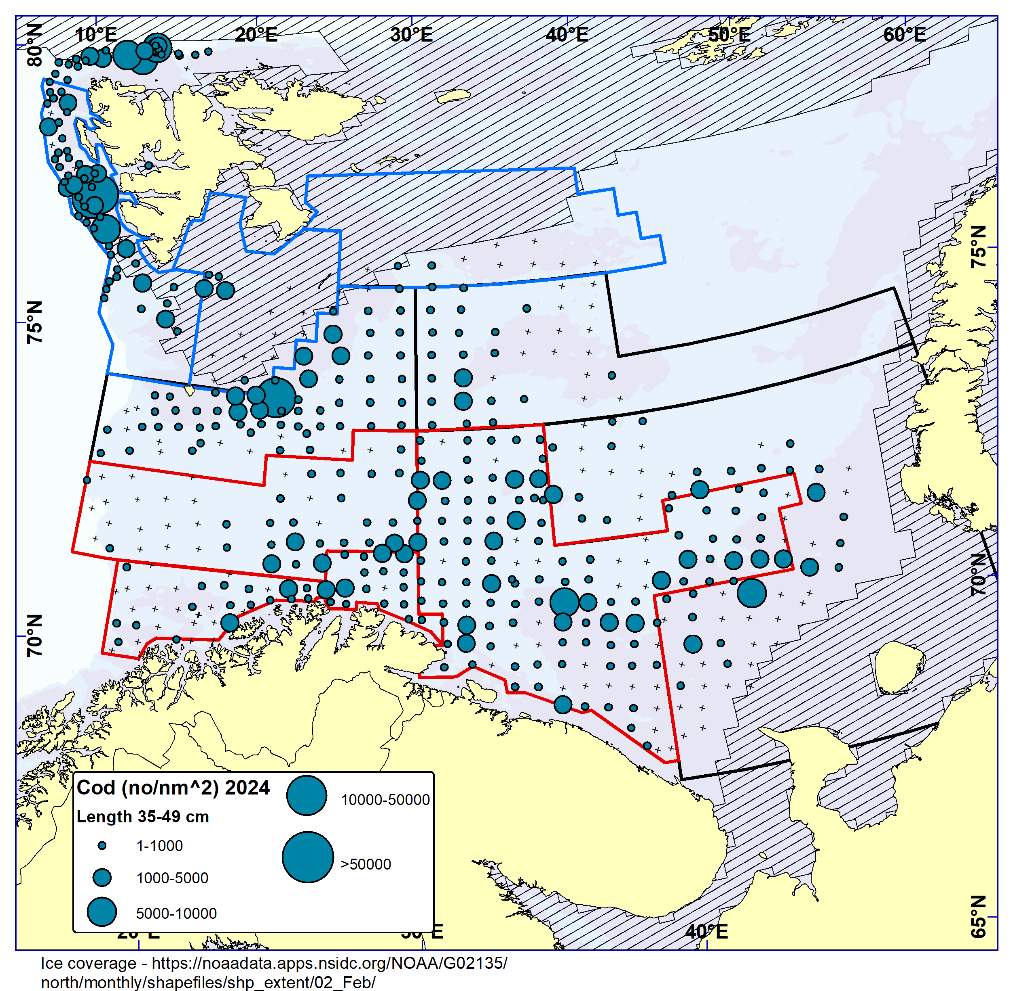 Figure 5.5. COD 35-49 cm. Distribution in valid bottom trawl catches winter 2024 (number per nm 2 ). Black crosses indicate zero catches and the shaded area the ice coverage early in the survey.