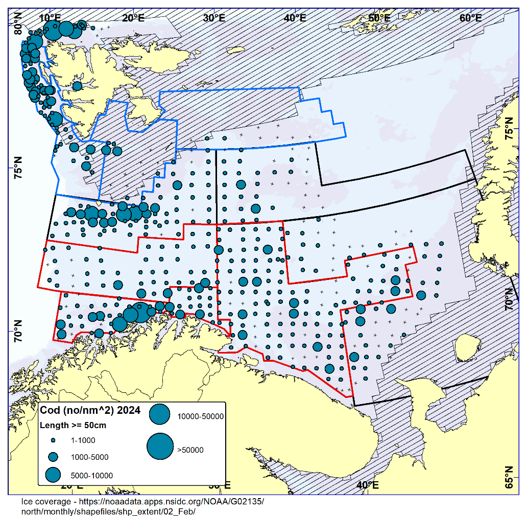 Figure 5.6. COD ≥ 50 cm. Distribution in valid bottom trawl catches winter 2024 (number per nm 2 ). Black crosses indicate zero catches and the shaded area the ice coverage early in the survey.