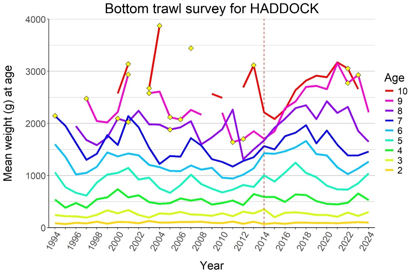 Figure 6.10 . HADDOCK, mean weight (kg) by age 1994-2024. Yellow diamonds indicate ages with < 5 individuals sampled.
