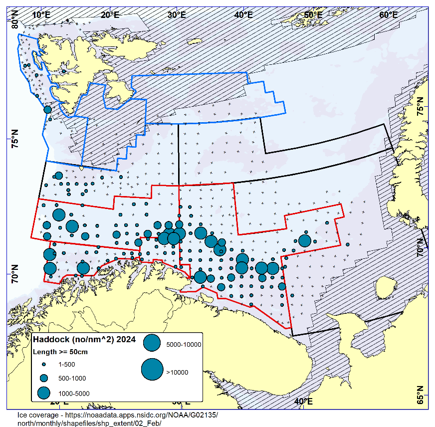 Figure 6.6. HADDOCK ≥ 50 cm. Distribution in valid bottom trawl catches winter 2024 (number per nm2 ). Black crosses indicate zero catches and the shaded area the ice coverage early in the survey.