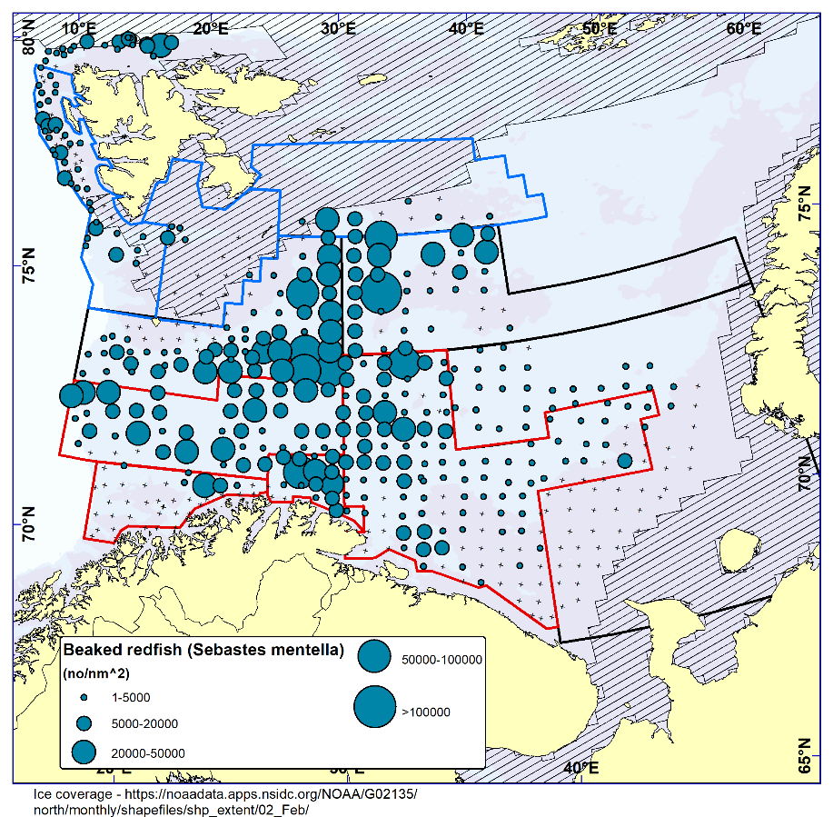 Figure 7.3. BEAKED REDFISH (Sebastes mentella). Distribution in the trawl catches winter 2024 (number per nm 2 ). Black crosses indicate zero catches and the shaded area the ice coverage early in the survey.