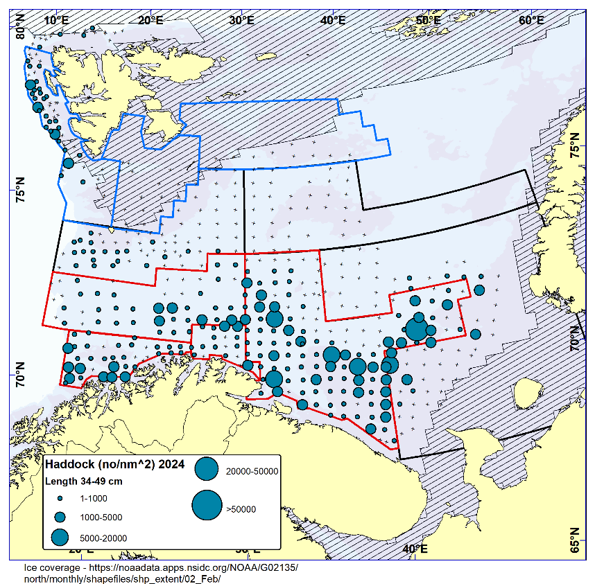 Figure 6.5. HADDOCK 35-49 cm. Distribution in valid bottom trawl catches winter 2024 (number per nm2 ). Black crosses indicate zero catches and the shaded area the ice coverage early in the survey.