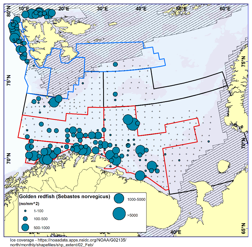 Figure 7.1. GOLDEN REDFISH ( Sebastes norvegicus) . Distribution in the trawl catches winter 2024 (number per nm 2 ). Black crosses indicate zero catches and the shaded area the ice coverage early in the survey.