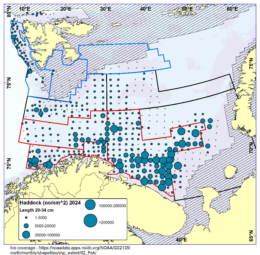 Figure 6.4. HADDOCK 20-34 cm. Distribution in valid bottom trawl catches winter 2024 (number per nm2 ). Black crosses indicate zero catches and the shaded area the ice coverage early in the survey.