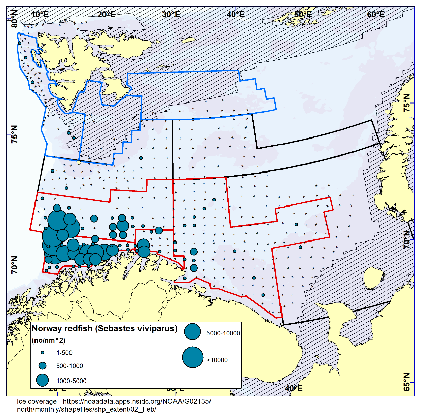 Figure 7.5. NORWAY REDFISH ( Sebastes viviparus) . Distribution in the trawl catches winter 2024 (number per nm 2 ). Black crosses indicate zero catches and the shaded area the ice coverage early in the survey.