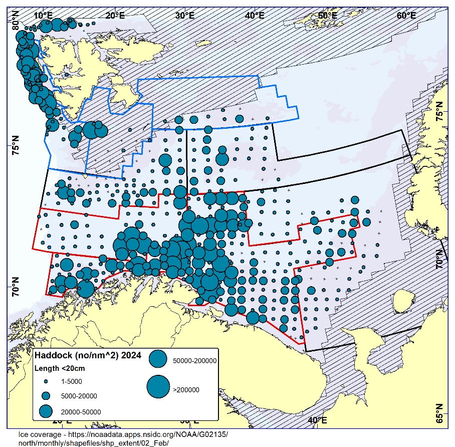 Figure 6.3. HADDOCK < 20 cm. Distribution in valid bottom trawl catches winter 2024 (number per nm2 ). Black crosses indicate zero catches and the shaded area the ice coverage early in the survey.