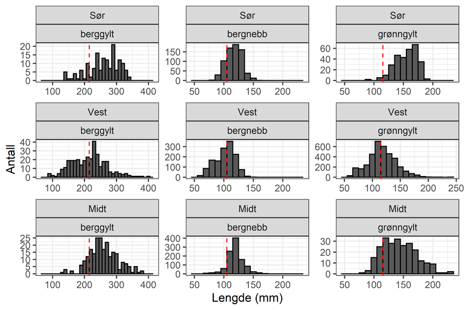 Lengdefordelig av ulike arter leppefisk - Lengdefordeling for grønngylt, berggylt og bergnebb i fangstene til referansefiskerne 2022. NB – ulike skalaer på x- og y-akser. Rød linje er minstemål.