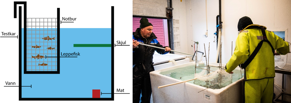 En skisse som viser forsøksoppsettet og et foto av to menn som røkter karet med oppsettet.