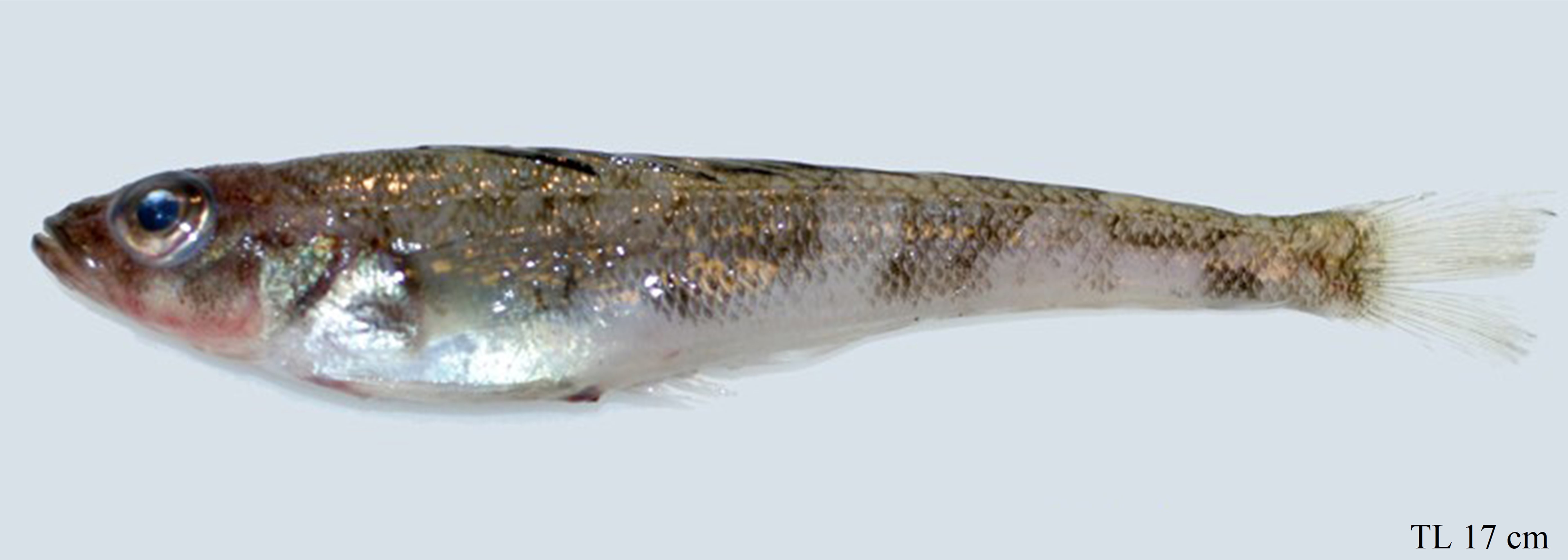 Figure 84a. Exemplary image of Nototheniops larseni. 