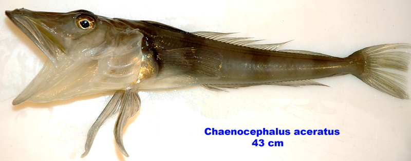 Figure 88c. Exemplary image of Chaenocephalus aceratus. 
