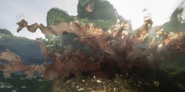 

Biolog og djevletunge