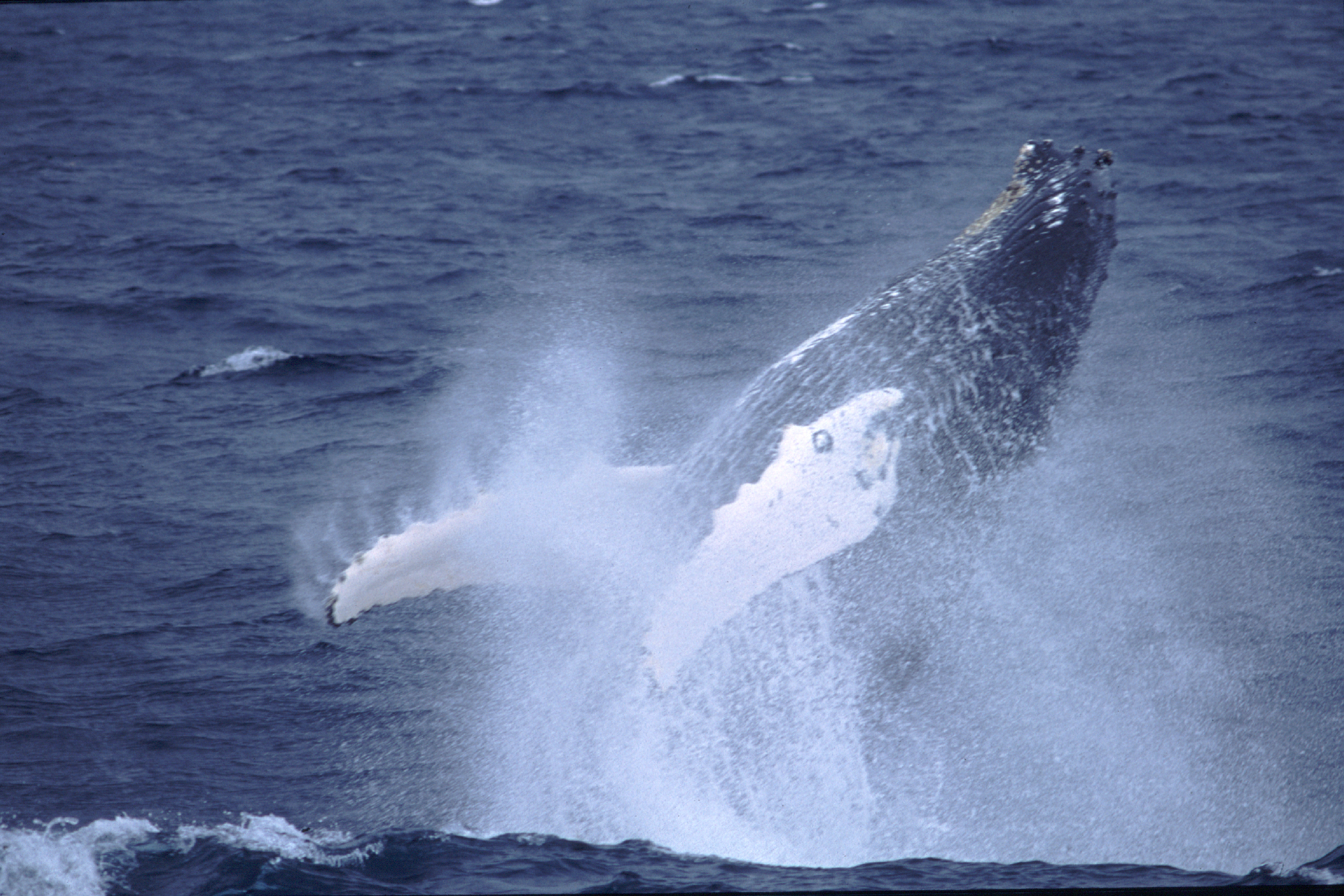 knølkval som hoppar opp frå havet så sjøspruten står