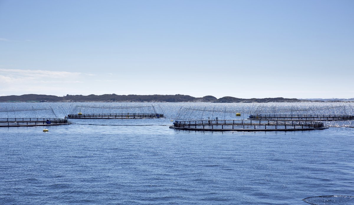 
Fire oppdrettsmerder med hav-horisonten i bakgrunnen