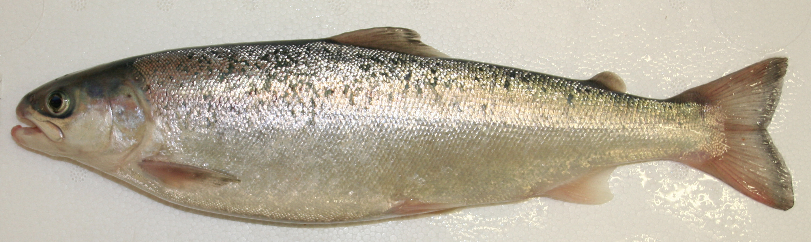 Smolt