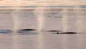 en flokk finnhvaler i havoverflaten