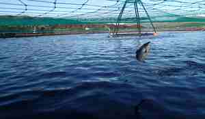 Laks hopper over vannflaten i et oppdrettsanlegg.