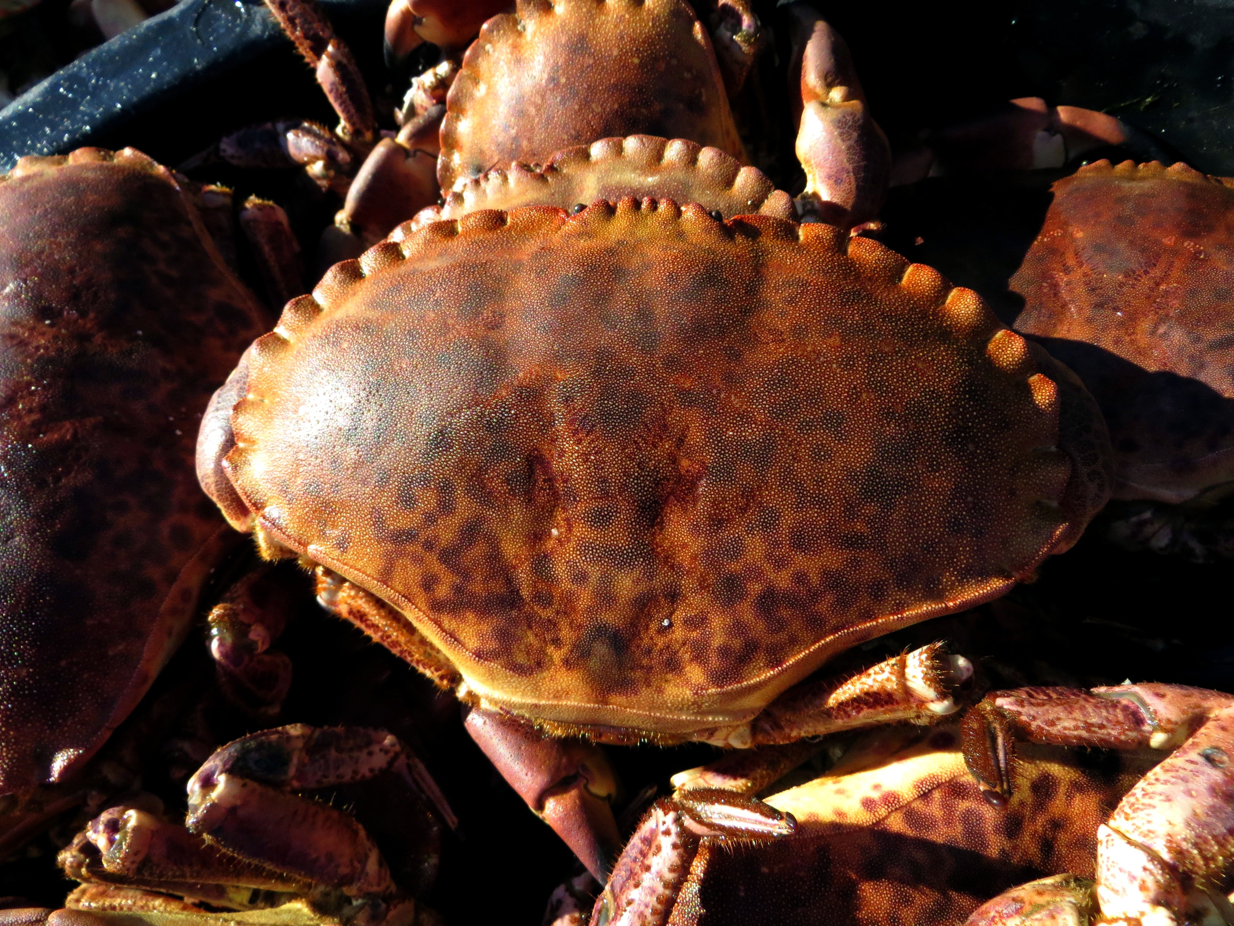 Fanget Taskekrabber liggende i en bøtte.