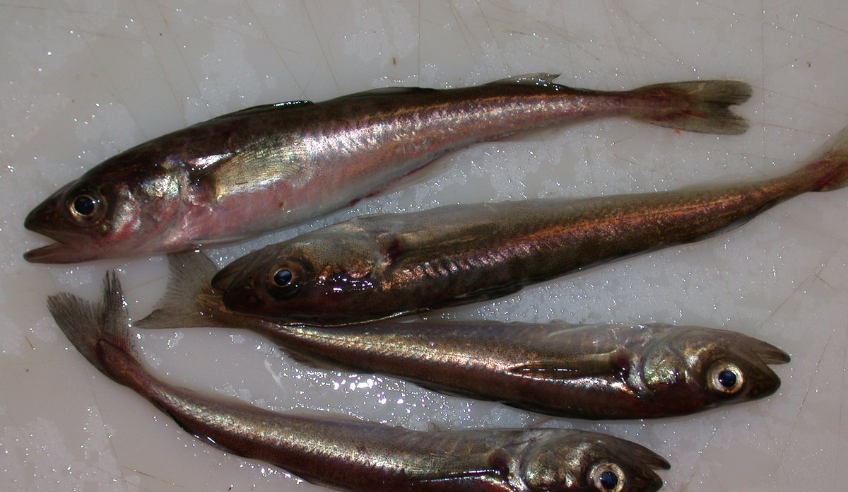 Fire polartorsk, den ene med rød-aktig mage