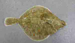 Rødspette med røde prikker og brunt skinn