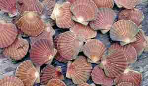 Mange kamskjell bært på land