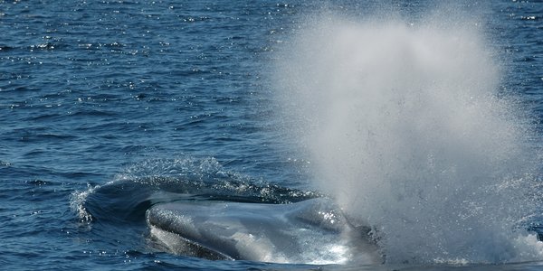 

Blue whale breathing out. Big water splash